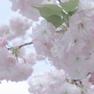 Furry插画细节提升兽圈群